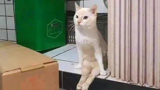 Laugh out Loud at Funny Cat Videos 2024