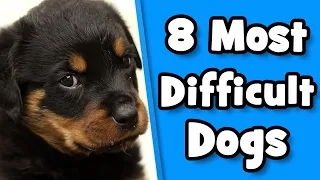 Difficult Dog Breeds - 8 Worst Dogs For First Time Owners