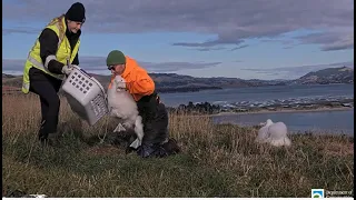 Royal Albatross ~ Rangers Weigh The Chicks! TFT Is The Heaviest Chick In The Colony 10.4kg 😲 5.28.24