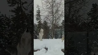 Beautiful wolves howling in snowfall #youtubeshorts #viral #shorts