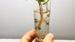 Propagation Update #1 - Peperomia Caperata