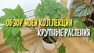 Крупные растения в моей коллекции