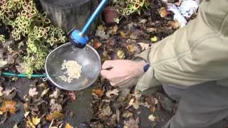 Collecting Cucumber Seeds