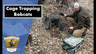 Cage Trapping Bobcats