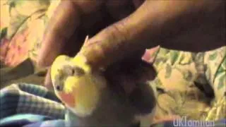 Cockatiel enjoying head Scartch!