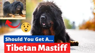 Tibetan Mastiff: Should you even Think of Getting this BEAST?