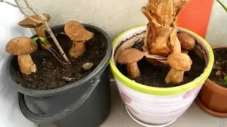 Как вырастить много белых грибов дома на подоконнике (результат)