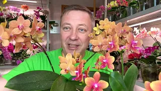 обзор орхидей и какой лучший грунт для орхидеи / ароматные фаленопсисы 2-я часть