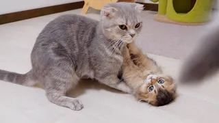 A cute kitten that attacks its mother cat but fights back.