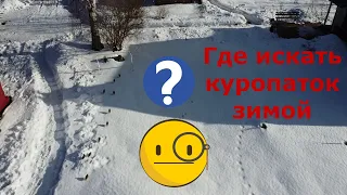 Где искать куропаток зимой?