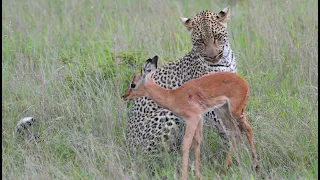Leopard vs Impala 1080p HD Extended Cut - Incredible footage of leopard behaviour during impala hunt