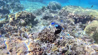 【insta360 ONE R】Odo Coast Okinawa Japan【4K】Snorkeling