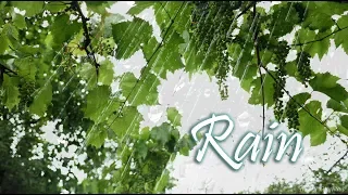 [ ASMR ] Relax Sound Rain 💦☔