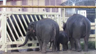 Слоны в Ростовском зоопарке 11.07.2017г