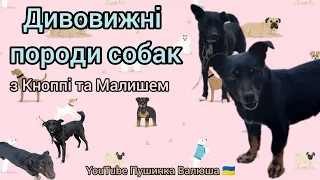 Дивовижні породи собак 🦮🐕‍🦺🐩 з Кноппі та Малишем 🐕🐕