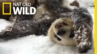 Watch Playful Pandas Frolic in the Snow | Nat Geo Wild