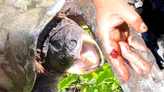 Snapping Turtle Are They Dangerous? Biting facts.
