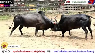 ไฮไลน์รอบรั้วสุดมัน ดุกด้างใจเด็ดเพชรปาดัง (ปาบึก) VS ดุกด้างสิงห์สงวนทรัพย์เล็ก (อ้ายเหลือเกิน)