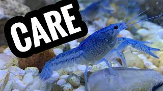 Electric Blue Crayfish Aquarium CARE