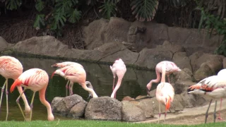 Loro Parque Flamingos | 4K