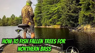 HOW TO FISH FALLEN TREES FOR NORTHERN BASS- How we do it!