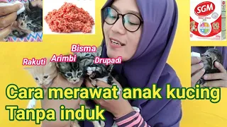 Cara merawat anak kucing tanpa induk usia 2 minggu//miu meow