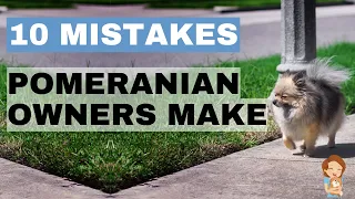 TOP 10 - Mistakes Pomeranian Owners Make