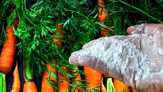 Подкормите этим морковь в августе и увидите какой обалденной она вырастет!
