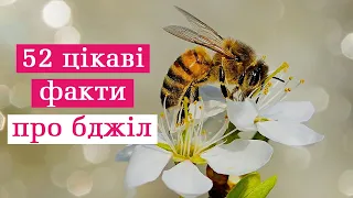 Бджоли. 52 цікаві факти про бджіл. День бджіл. Пізнавальний ролик для дітей та дорослих