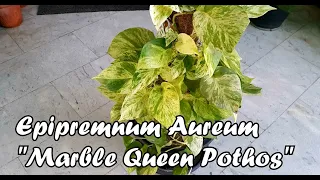 Marble Queen Pothos | Epipremnum Marble Queen | मार्बल क्वीन मनी प्लांट केयर | Care and Propagation