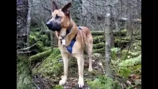 "Intervale Hiking The Whites" Chinook dog on NH 48 4000 Foot Peaks