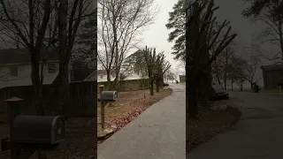 5 Bradford pear trees trimmed up