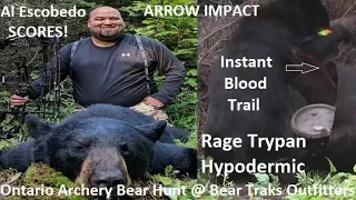 Bear destroyed with Rage Hypodermic Trypan broadhead test Cananda bow kill archery hunt