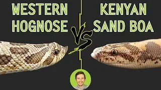Western Hognose vs Kenyan Sand Boa - Head To Head