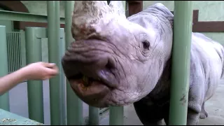 Зоопарк 12 месяцев-"ручной"носорог :))