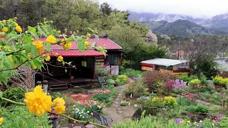 Daily life in the Korean countryside, welcoming spring rain in the early heat~!!