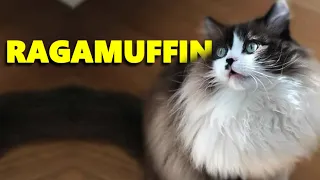 Ragamuffin Cat Breed - Ragdoll's Giant cousin