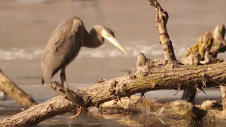 -13°C Clear Feels -20°C but Blue Heron ❤🇨🇦