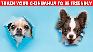 How To Train Your Chihuahua Dog To Be FRIENDLY 😍