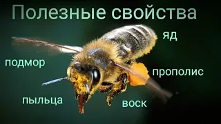 Полезные свойства прополиса, воска, пыльцы, подмора, яда