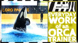 Loro Parque: Everyday Work at ORCA OCEAN | zoos.media