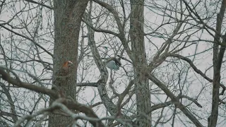 COOL BIRD - GH5S + H-ES50200（LEICA DG VARIO-ELMARIT 50-200mm / F2.8-4.0 ASPH. / POWER O.I.S.）