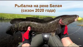 Змееголовы и сазаны реки БЕЛАЯ (сезон 2020 года)