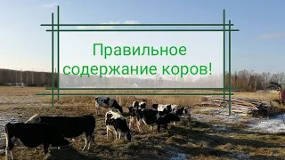 Зимнее содержание коров, одни сплошные преимущества.