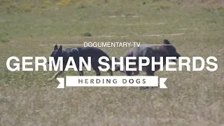 GERMAN SHEPHERDS HERDING