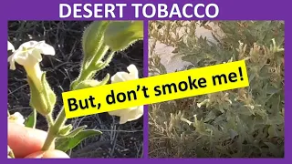 DESERT TOBACCO Nicotiana obtusifolia, Anza-Borrego, Sonoran Desert & Mojave Desert