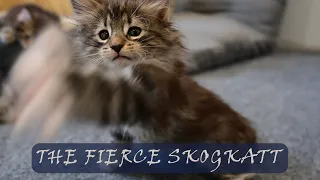 Kitten Attacks | NORWEGIAN FOREST KITTENS