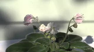 Сенполия (фиалка) с цветками оса-звезда