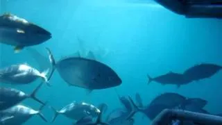 Great White Shark off Neptune Island, Australia part II