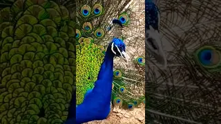 Peacock #birds #viral #shortvideo